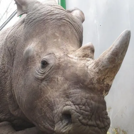 سارق يتسلّل إلى حديقة الحيوانات ويقتل "وحيد القرن".. لماذا؟