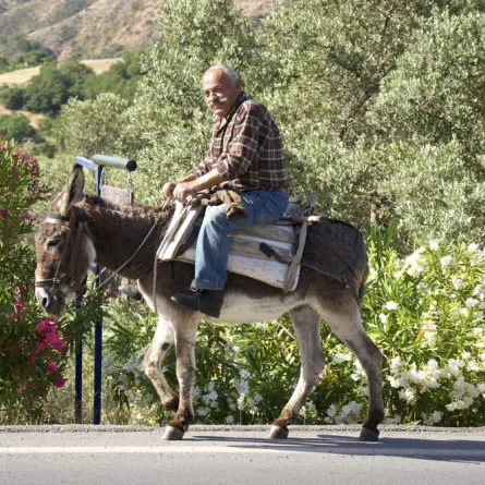 مسابقة القصة الفكاهية: جدو عنده حمار
