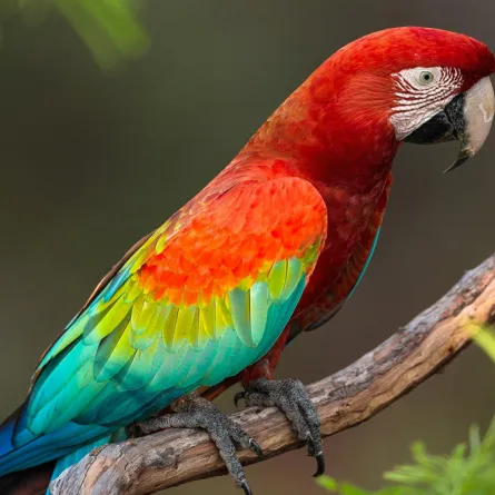 كيف يقلِّد الببغاء الأصوات؟ ولماذا؟