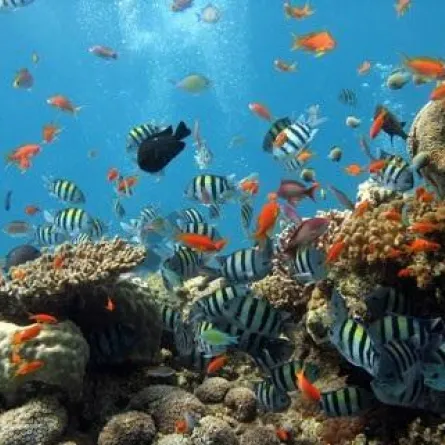 البحر الأحمر: من أفضل أماكن الغوص في العالم