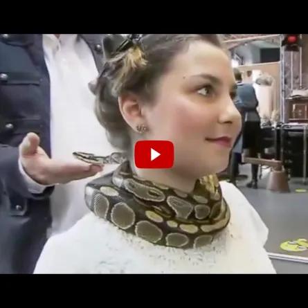 بالفيديو: مصفف شعر ألماني يستخدم الأفاعي في تدليك أعناق زبائنه