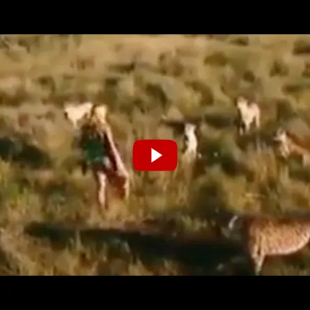 فيديو مرعب بمليون دولار لفتاة وسط مجموعة من النمور