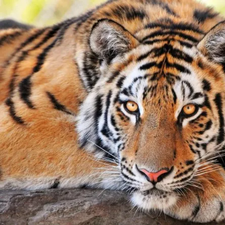 بالفيديو: فهد يتنزه في شوارع بريدة