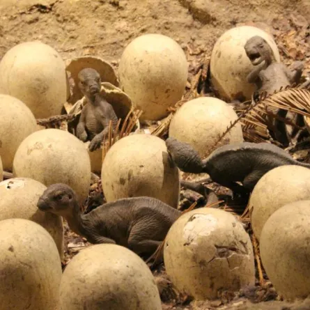 القبض على "هاوٍ" سرق 80 بيضة ديناصور