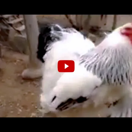 بالفيديو.. أصيبوا بالرعب لرؤيتهم أكبر ديك في العالم