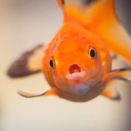 بالصور: كرسي متحرك لسمكة زينة!