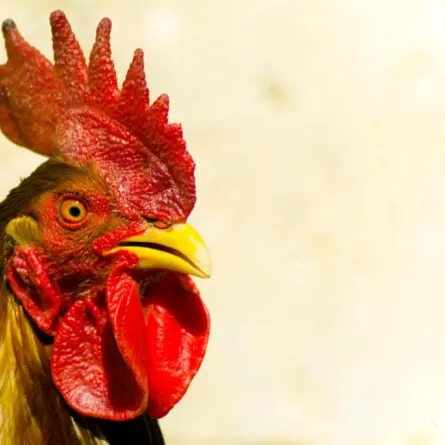 بالفيديو: ديك بــ 10 آلاف ريال يثير جدلاً على "تويتر"