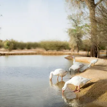 صنع بحيرة وزرع حولها أشجاراً.. ماذا كان هدفه؟