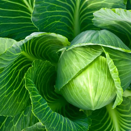 الملفوف: تعرّفي على فوائده الرائعة في حماية الجسم من الأمراض 