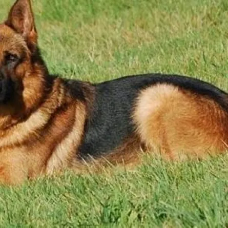 كلب ينقذ حفل زفاف من نهاية مأساوية