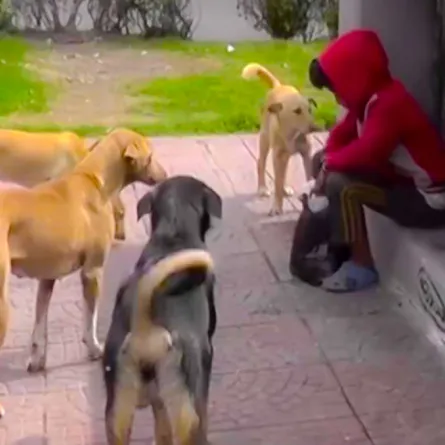 طفل يعيش بصحبة الكلاب بعد طرد والده له