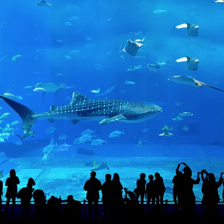 صور لحدائق الأسماك الأشهر في العالم