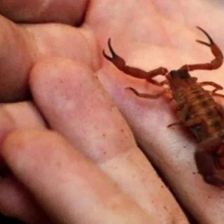 عقرب يلدغ مسافراً على "United Airlines"