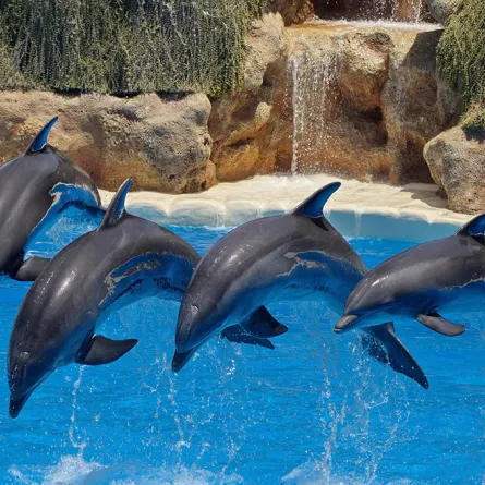 أهم المشاريع الترفيهية في السعودية