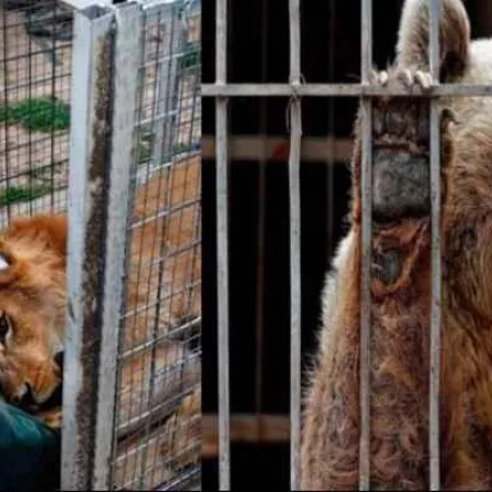 نقل الأسد سمبا والدبة لولا الحيوانان الناجيان من الموصل إلى الأردن