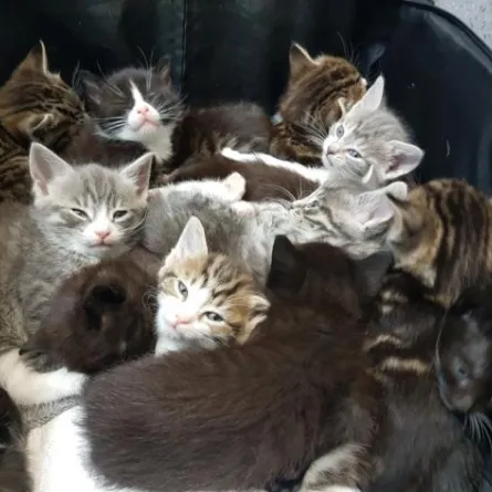 ممرضة لندنية تعثر على 15 قطة محشورة في حقيبة سفر