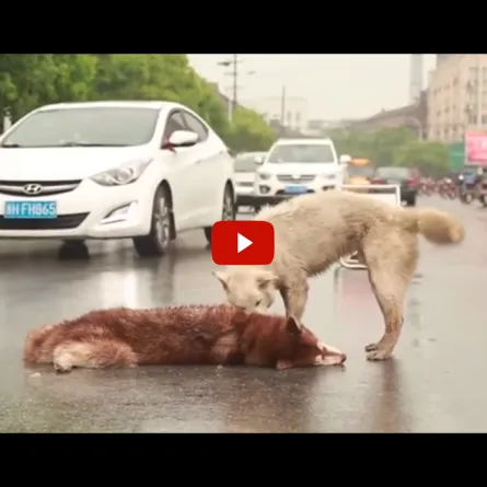 بالفيديو.. مشهد حزين لـ"كلب وفي" يُبكي الملايين على مواقع التواصل