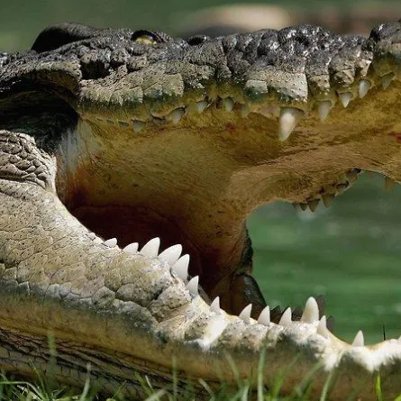 ضرب رأسه بتمساح.. والنتيجة!