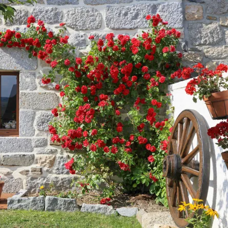 نصائح ديكور: تنسيق حدائق منزلية خارجية  