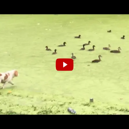 بالفيديو.. ماذا حصل لكلب غطس في المستنقع لمهاجمته سرب البط؟