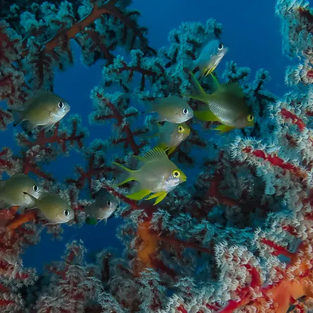 «روائع البحر الأحمر» بعدسة المصورة نسرين جان