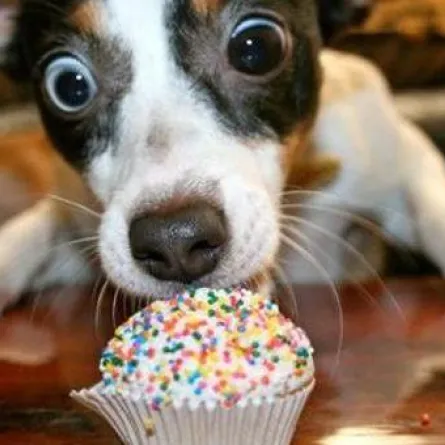 "دعوى خلع" بسبب كلب!