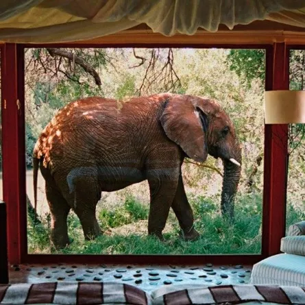 خاص بهواة السفاري: إقامة فخمة بجوار الأسود والزرافات والفيلة