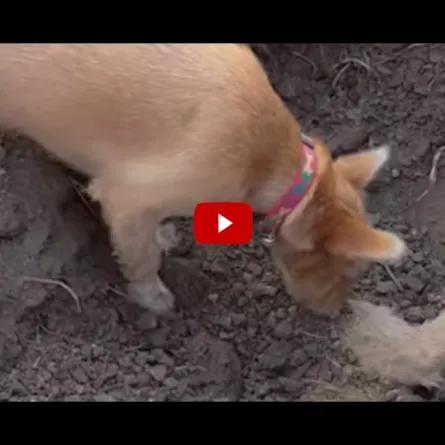 بالفيديو.. درس في الأخوّة وحب حتى الموت