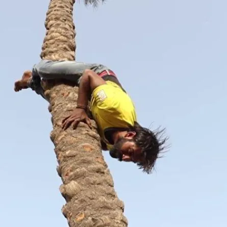 بالصور والفيديو: هنديّ يتسلّق الأشجار رأساً على عقب !