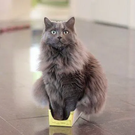 لماذا تحشر القطط أجسامها في الأماكن الضيقة؟