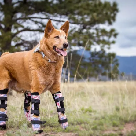 فنان يصنع أطرافًا تعويضية للحيوانات