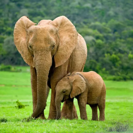 كيف ساعدت أم من الفيلة ابنها ساعة الضّيق؟