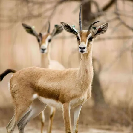 غزال يأكل لحوم البشر!