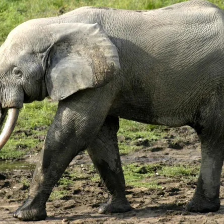 حاول إنقاذ صديقه فقتله سحقاً تحت فيلٍ!