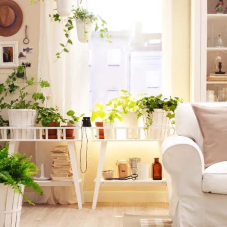 كيف تستخدم النباتات للتقليل من الحرارة في منزلك؟