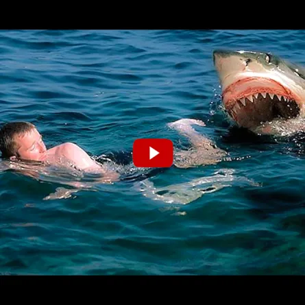 بالفيديو.. لحظة هجوم سمكة قرش ضخمة على صياد