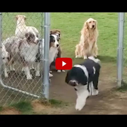 بالفيديو.. مشهد عجيب شاهديه، ثم علّقي عليه!