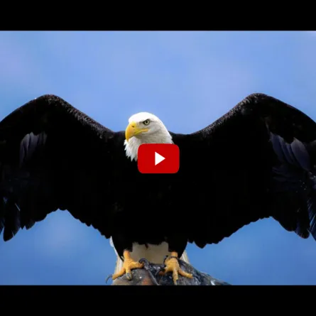 بالفيديو: صداقة "غريبة" بين نسر عملاق ورجل!