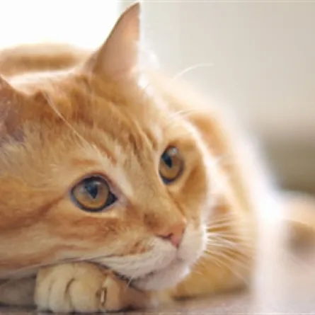 تحرير 500 قطة في الصين