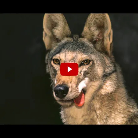 بالفيديو.. تفاجأ بذئب في منزله فماذا فعل؟