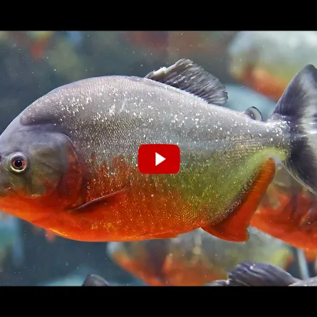 بالفيديو.. أسماك البيرانا المفترسة تسبب حالة من الذعر على شواطئ البرازيل