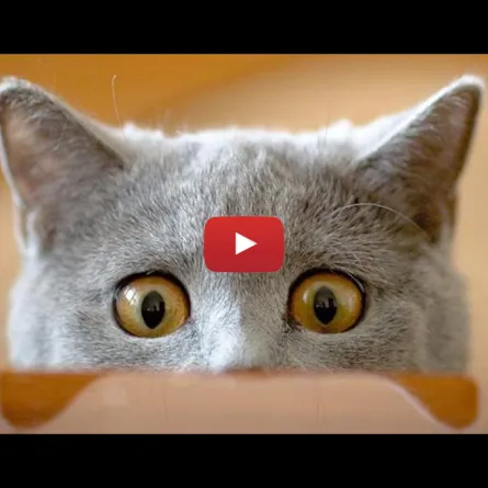 بالفيديو.. إليك السبب العلمي حول خوف القطط من الخيار!