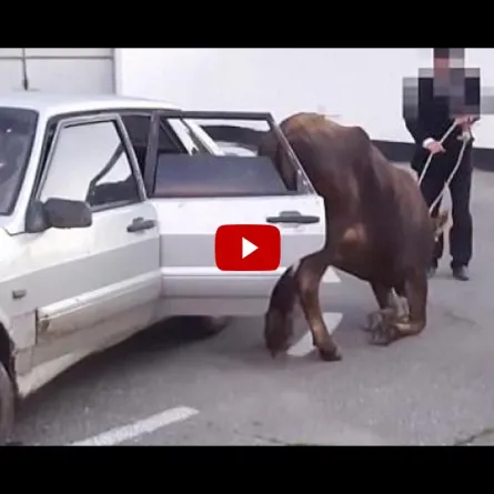 بالفيديو: لصوص يخفون بقرة بأسلوب مضحك