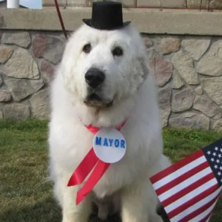 كلب يتولى منصب رئيس بلدية أمريكية