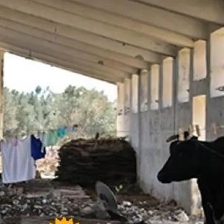 الكشف عن ابنة طبيب تعيش مع الحيوانات في إسطبل!