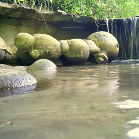 بالصور: أحجار غريبة... تنمو وتتحرك وتتكاثر من تلقاء نفسها