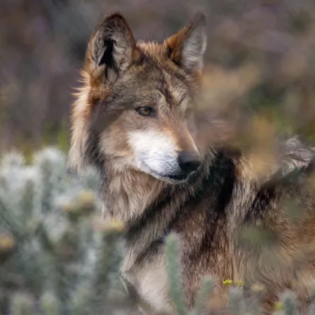 ذئاب تهدد باريس بالهجوم عليها!