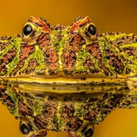 ضفدع يفوز بمسابقة أجمل المخلوقات الطبيعية