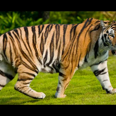 عائلة سعودية تتفاجأ بنمر على سور منزلها.. فيديو