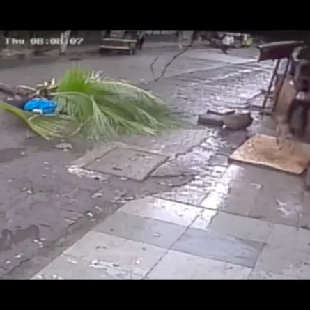 بالفيديو.. شجرة تنهي حياة مذيعة معروفة في لحظات